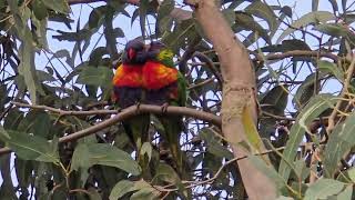 Two beautiful Rainbow Lorikeets Australia [upl. by Bev277]