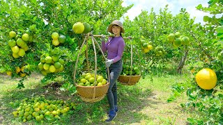 FULL 150 DAYS Big Lemon Filling the Garden  Making Dishes From Big Lemon  Thus Country Life [upl. by Idok]