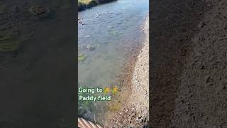 Paddy field🌾🌾 Bridge crossing YouTubeshort video [upl. by Jovitah]