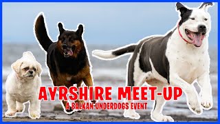 Rescue Dogs Ayrshire Meet [upl. by Adnuhser]