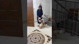 Shihtzu are happy to see their family back home cutedog shihtzu viralshort trendingdogvideo [upl. by Acinnad]