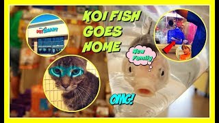 PETSMARTKID buying KOI Fish🐟 ADOPT CAT🐈 60 YEARS OLD FISH [upl. by Ahsart]