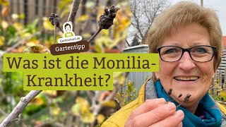 Was ist die MoniliaKrankheit und woran erkennt man sie Sofortmaßnahmen bei Monilia an Obstbäumen [upl. by Betthel]