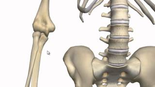 Elbow Joint  3D Anatomy Tutorial [upl. by Neellok353]