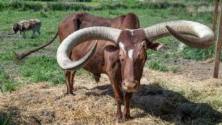 Giant Watusi like a big old dog [upl. by Carlstrom]