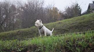 West highland white terrier Westie Bobby I sit high and look far away [upl. by Lener]