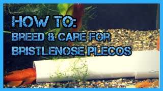 How To Care and Breed Bristlenose Plecos [upl. by Aidekal]