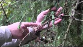 How to identify Phytophthora ramorum in the field [upl. by Northway]