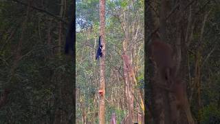 animals gibbon birds gibbons wildlife monkey nature cute petlovers cuteanimal monkeyvideo [upl. by Wendall]