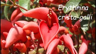 Erythrina crista galli [upl. by Avek]