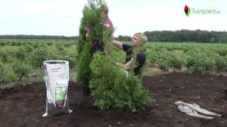 Handige tips en info voor het planten van een coniferenhaag [upl. by Alameda]