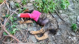 Abandoned during treatment 2monthold puppy cries loudly in the forest [upl. by Jacquelin]