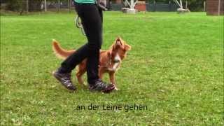 Caylie Nova Scotia Duck Tolling Retriever  6 months first trainings elements [upl. by Betta256]