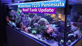 Waterbox 725 Peninsula Reef Tank Update [upl. by Grassi226]