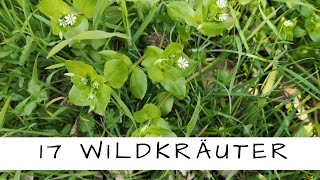 17 wertvolle Wildkräuter für Deine Gesundheit erkennen und sammeln [upl. by Woodhouse]