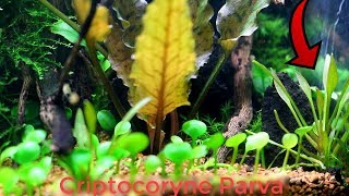 Ficha Cryptocoryne Parva PLANTAS DE ACUARIO  AquaTips [upl. by Uriiah]