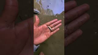 VILLAGE BAFAR FISH  fishtank fishpond fishfacts fish fishingvideos treandingshorts [upl. by Annehsat]