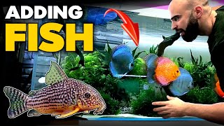 Adding SPECIAL Cory Fish To Discus Aquarium  MD Fish Tanks [upl. by Peggy]