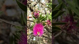 Magenta purple callistemon in bloom bottlebrush myrtaceae spring shorts nativeflora [upl. by Burr765]