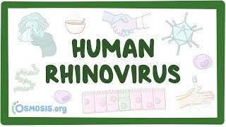 Rhinovirus  an Osmosis Preview [upl. by Burnside]