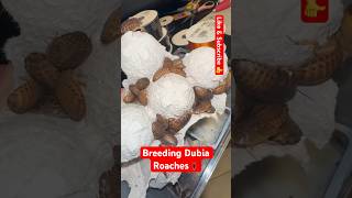 Breeding Dubia Roaches🪳 shorts roaches insects reptile animals dubai [upl. by Erasmo]