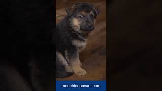 chiot berger allemand trop mignon chiots chien [upl. by Attayek]