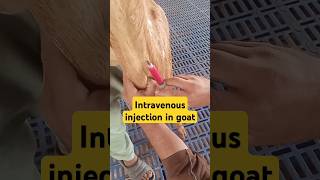 Intravenous injection in jugular vein in goat goatfarming veterinary animals live edm music [upl. by Rollo707]