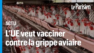 Grippe aviaire  lUE a acheté 665 000 doses de vaccin pour prévenir un risque pandémique [upl. by Sid]