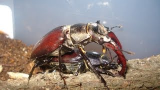 Lucanus cervus cervus  Stag Beetle  Hirschkäfer [upl. by Aikemet]