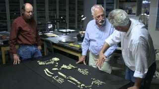 The Evolution of Bipedalism — HHMI BioInteractive Video [upl. by Nepsa217]