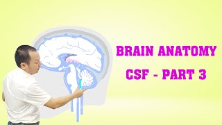 Brain Anatomy  CSF  Part 3 brainanatomy [upl. by Linetta]