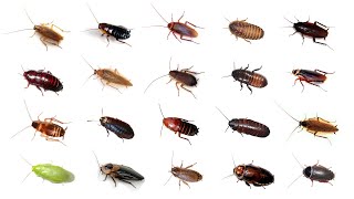 🪳 Types Of Cockroaches  20 Cockroaches In English cockroaches BalyanakTV [upl. by Cruce]