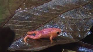 Une grenouille miniature Brachycephalus Pitanga brésilienne chantant [upl. by Amann]