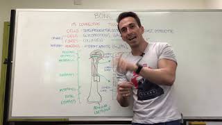 Bony Tissue  Anatomy of a Long Bone [upl. by Rosemonde]