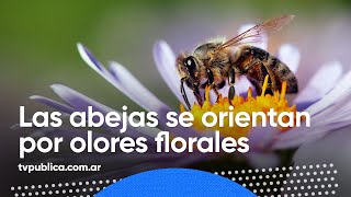 Abejas para mejorar el rendimiento de los cultivos  Todos Estamos Conectados [upl. by Mirna]