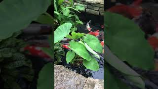 Floating Taro Pond Plants Shorts [upl. by Dillie58]