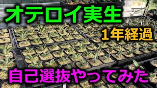 【アガベ】オテロイ実生1年経過記録＆自己選抜やってみた★ Agave oteroi seeding after 1year [upl. by Bethena490]