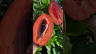 Harvesting amp Eating Magaña Mamey Sapote [upl. by Chang]