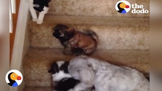 Puppies vs Stairs Puppy Tries Stairs with Help From Cat Dog Siblings  The Dodo [upl. by Ahsinav633]