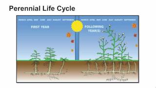 Weed Life Cycles [upl. by Retsbew466]