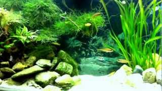 Tanganyika Paradise Aquascape [upl. by Sherburne]