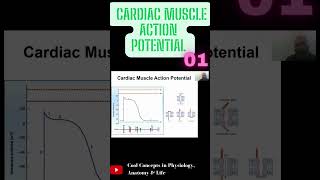 Cardiac Muscle Action Potential  Part1 shorts youtubeshorts youtube ytshorts [upl. by Nireil402]