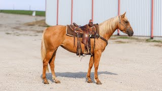 LOT 163• PITZER RANCH FALL SALE 24 • PLAYIN WITH THE STARS [upl. by Enoitna]