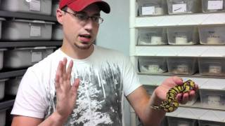 Handling “Aggressive” Ball Python Hatchlings  JKR Pro Tips [upl. by Kenric]