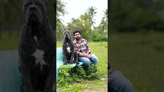 ശ്രദ്ധിക്കു …സൂക്ഷിക്കു dog puppy beaglebreed doglover [upl. by Iggem801]