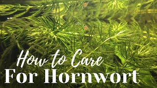 Hornwort Aquarium Plant Care Guide in 1 Minute [upl. by Seale]