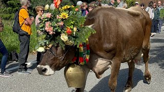 Almabtrieb in Meransen suedtirolofficial [upl. by Hanna]