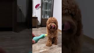 Cute dog Oscar is playing with a rubber duck 🤩 [upl. by Aneehsirk]