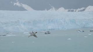 lacier USA Glacier： グレイシャーベイ国立公園【Glacier Bay National Park】 ロイヤルプリンセス号アラスカ氷河２４日間ツアーDSCN1775 [upl. by Kaliski]