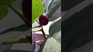 Fig  Anjeer  youtubeshorts gardengingtips shortsvideo gardentipsandtricks [upl. by Suolevram769]